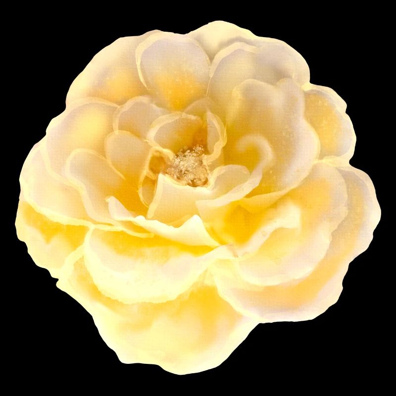 Rose Fleur