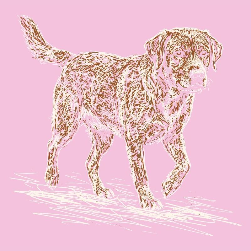 Fox Red Labrador Sketch – Hund Design