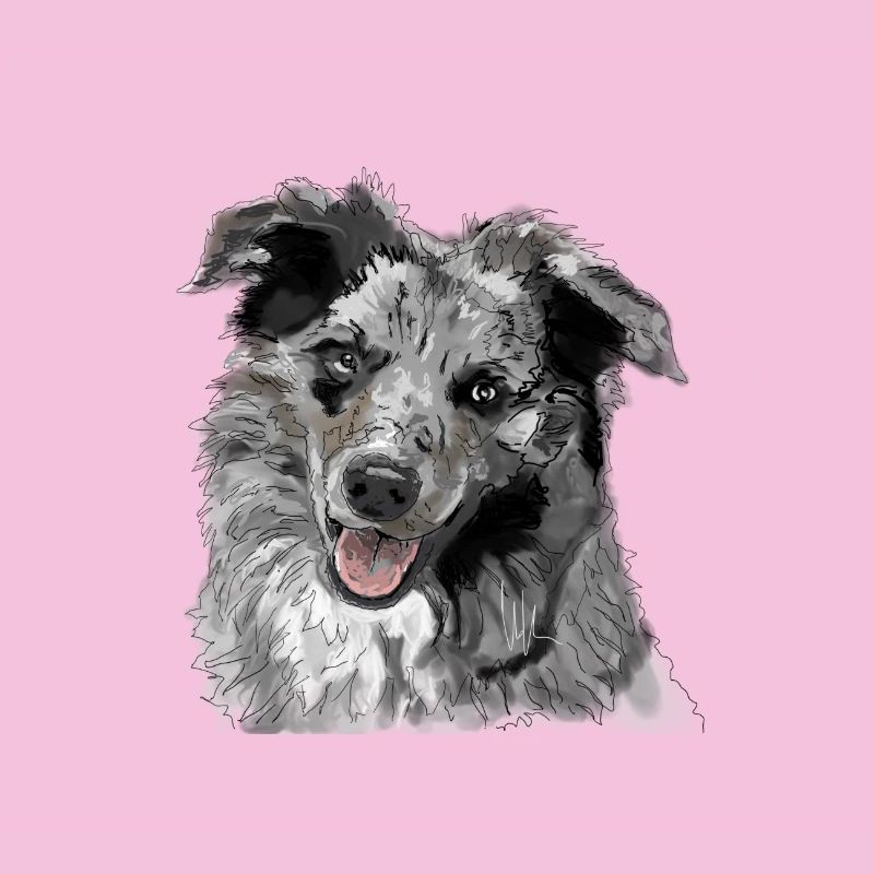 Australian Shepherd