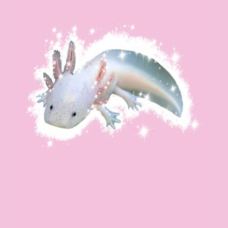 axolotl blanc