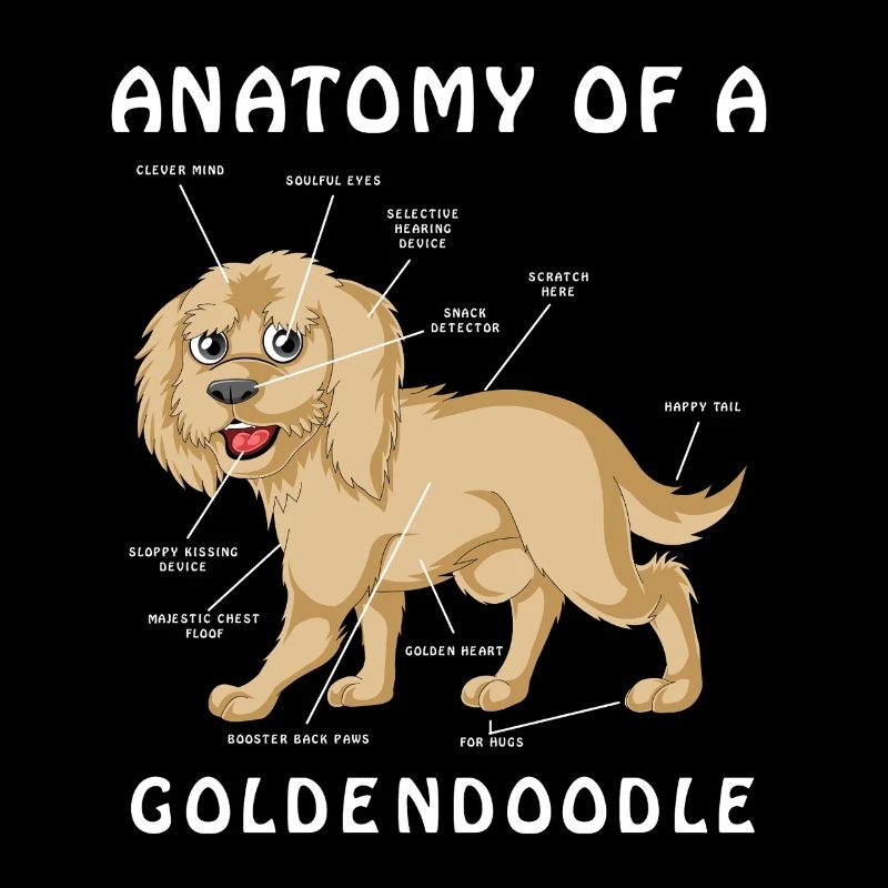 Anatomische Illustration Golden Doodle
