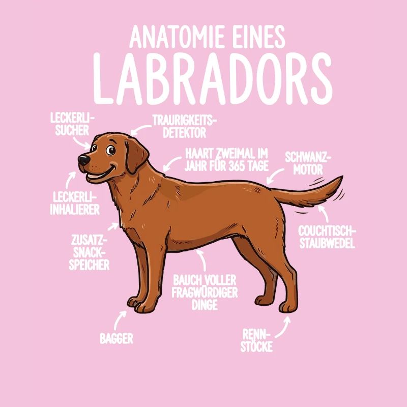 Anatomie d’un Labrador – Design Fun Foxred