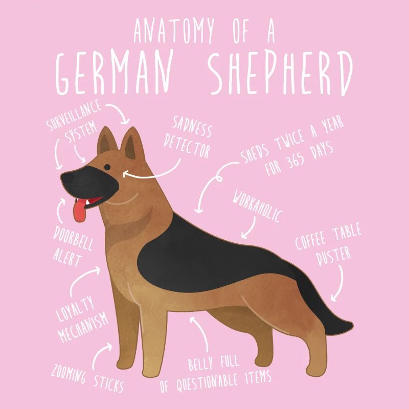Anatomie des Deutschen Schäferhundes