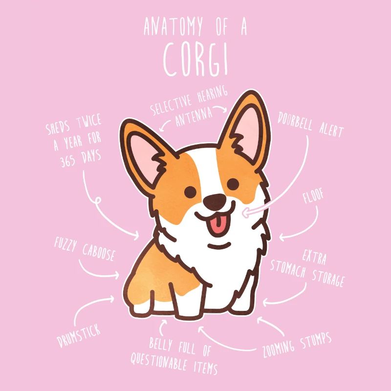 Corgi-Hundeanatomie