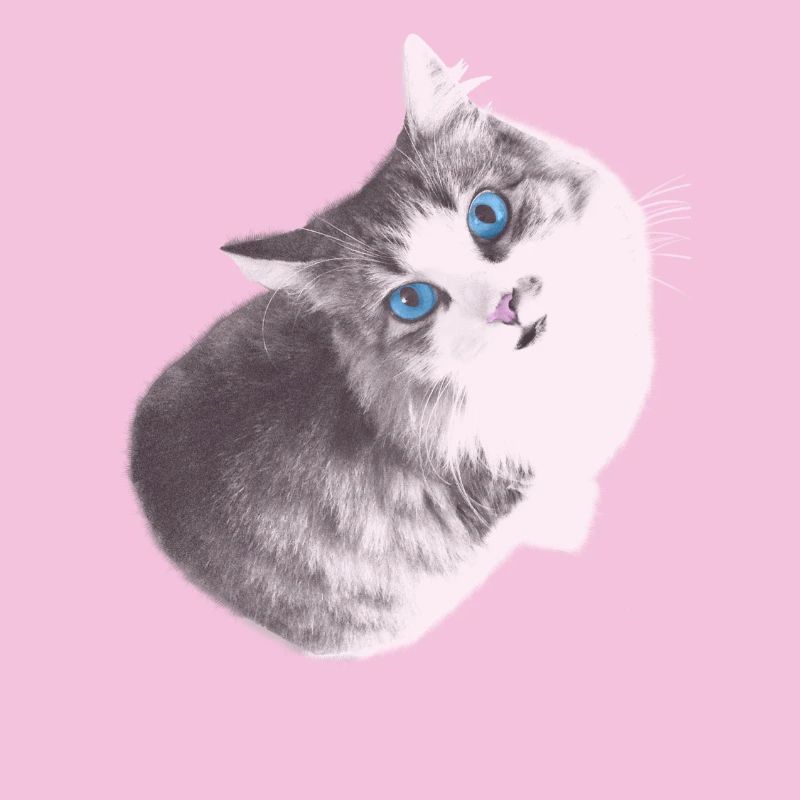 Maya le chat