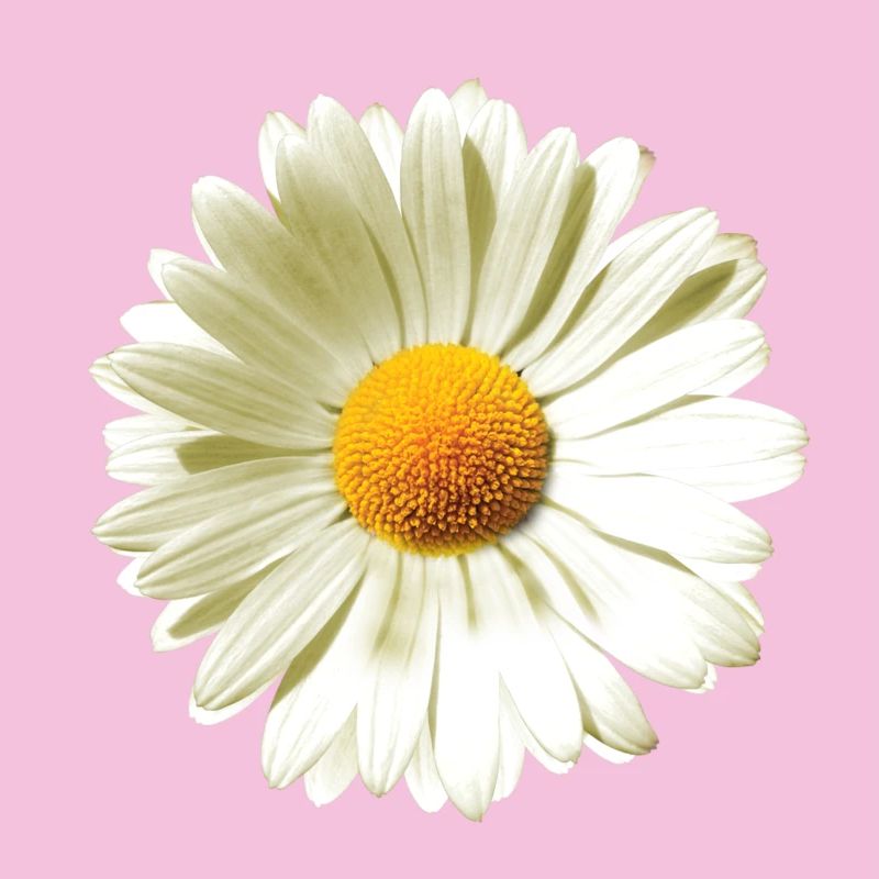 Gänseblümchen | Daisy flower power