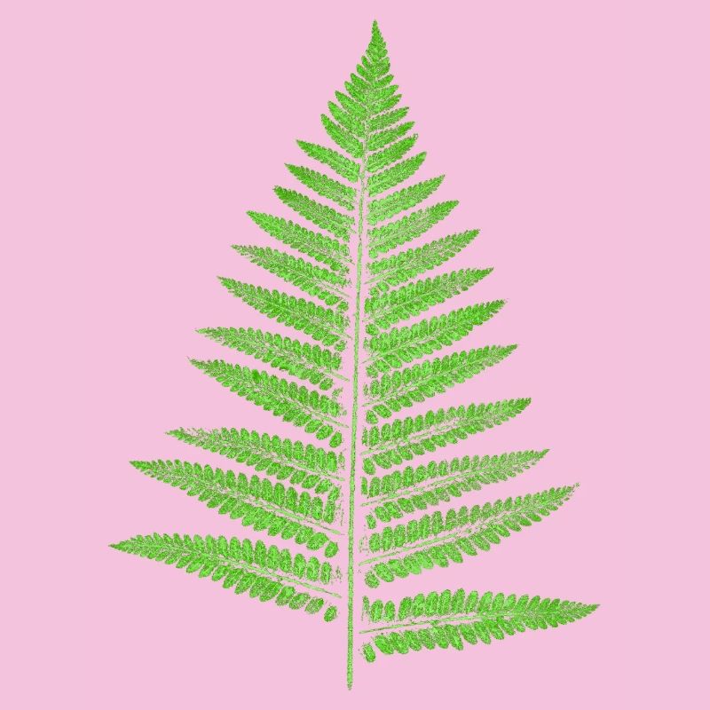 Leaf Fern - Botany Plants