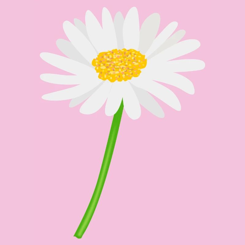 Blume Gänseblümchen mit Stiel