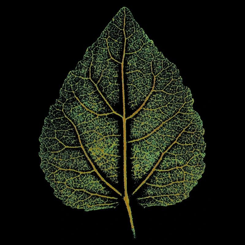 Lindenblatt - Impression d’art / FEUILLE - Forêt Nature