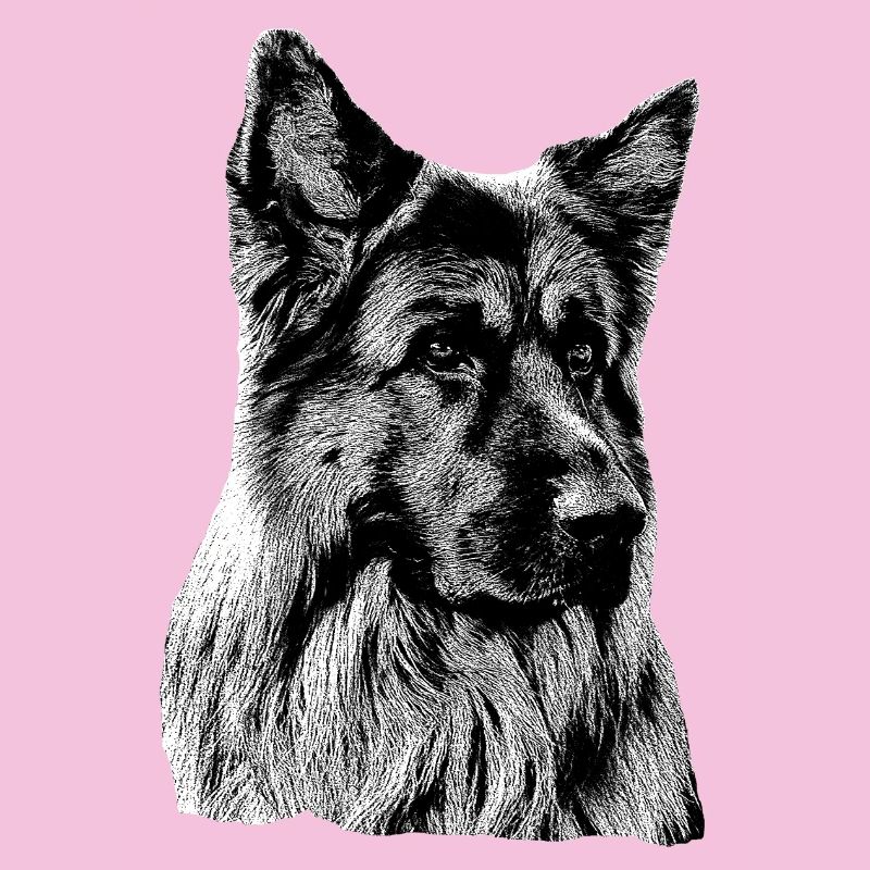 Schäferhund Deutscher Schäferhund German Shepherd