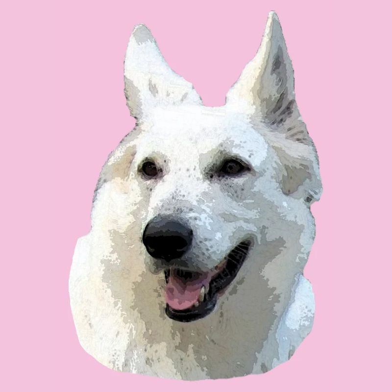 Weißer Schäferhund