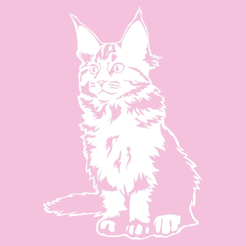 Chat Maine coon « Black Edition »