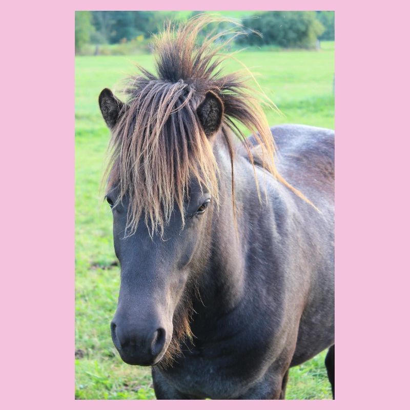 Affiche Cheval Cheval