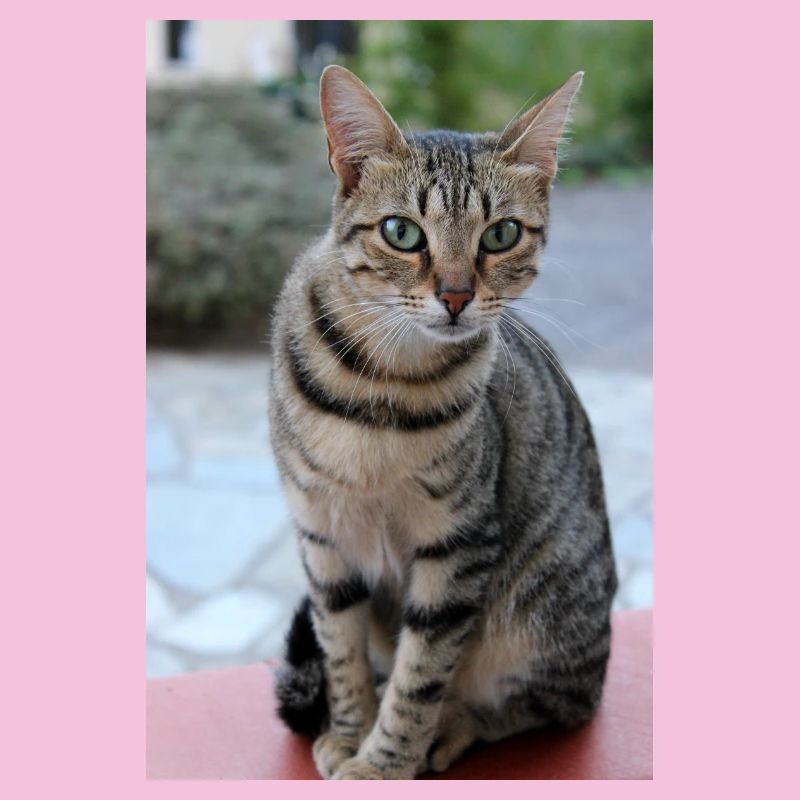 Chat Chaton Poster Chat Poster