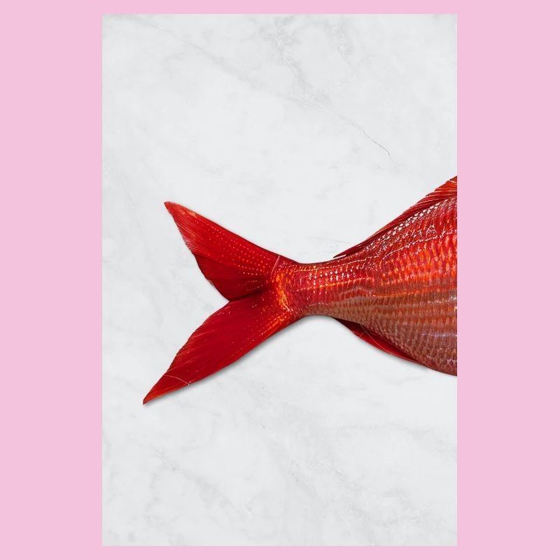Red Fish Minimal Art Design
