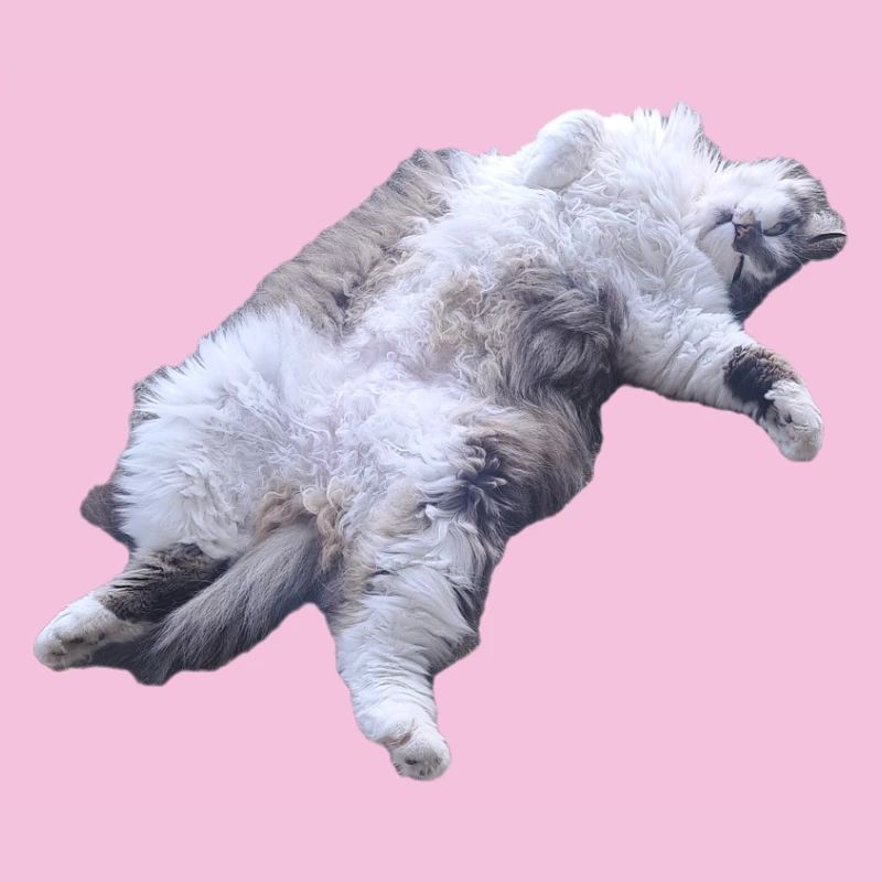 Cuddly Fur Cat Lying Pose