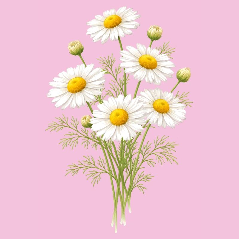 Illustration de fleurs de camomille