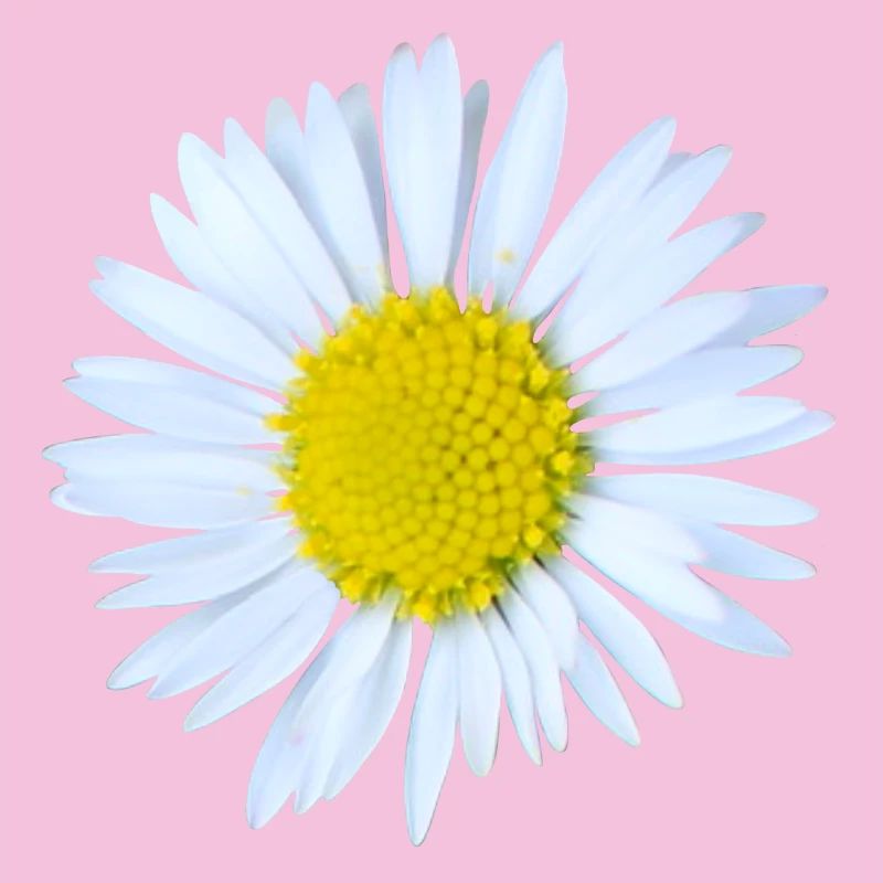 Gänseblümchen