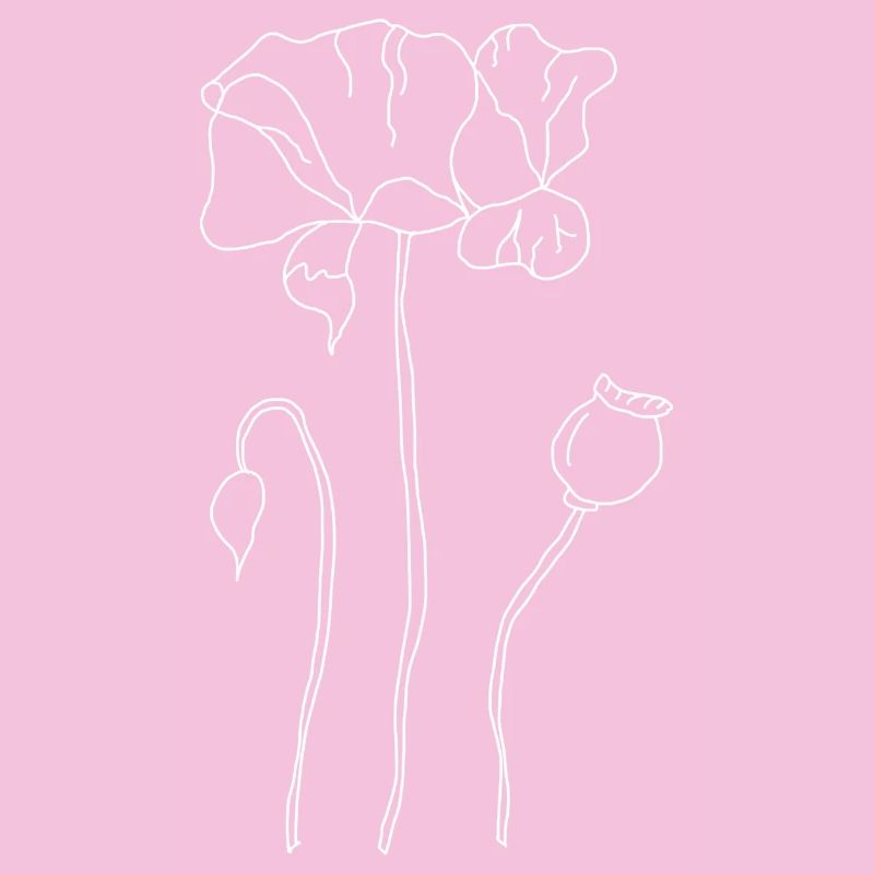 Corn poppy