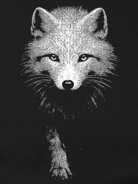 Polarfuchs