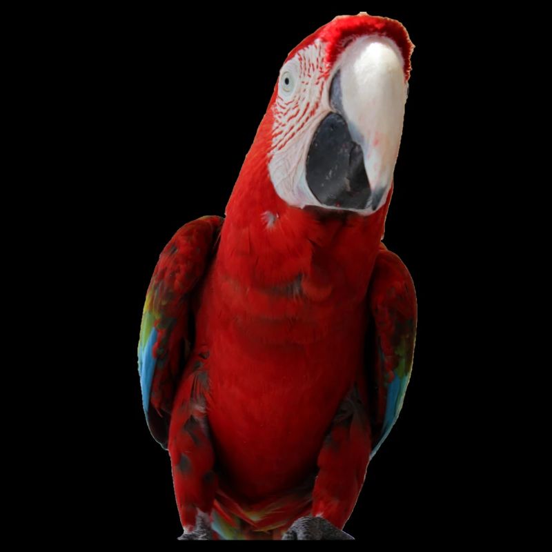 Parrots Bird T-shirt Gift