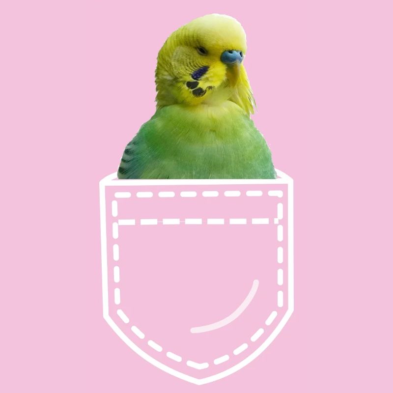 Perruche oiseau