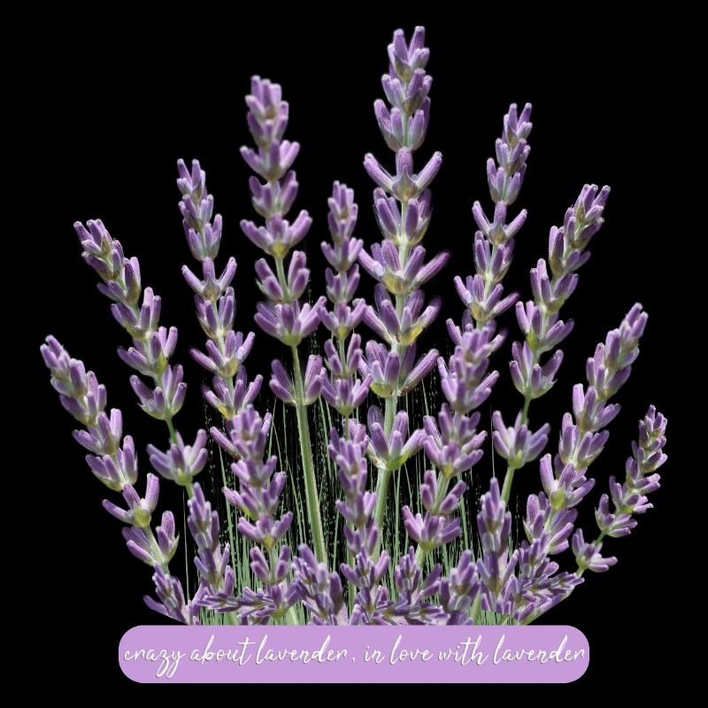 Lavender flowers crazy for lavender