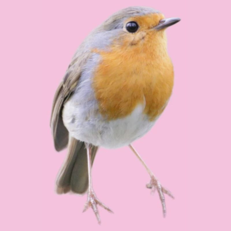 Robin Magic Cute Bird Nature Cadeau