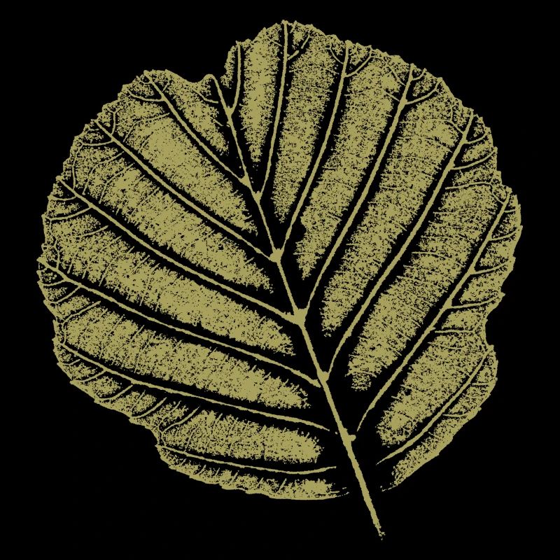 Blatt Erle / KHAKI