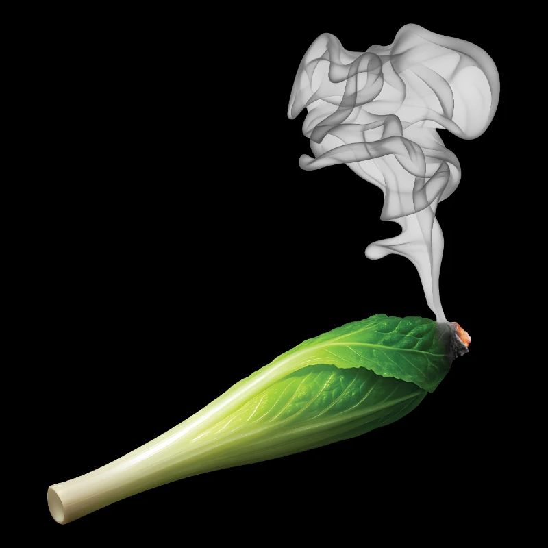 CHICON DE CHICHON - Bellegique