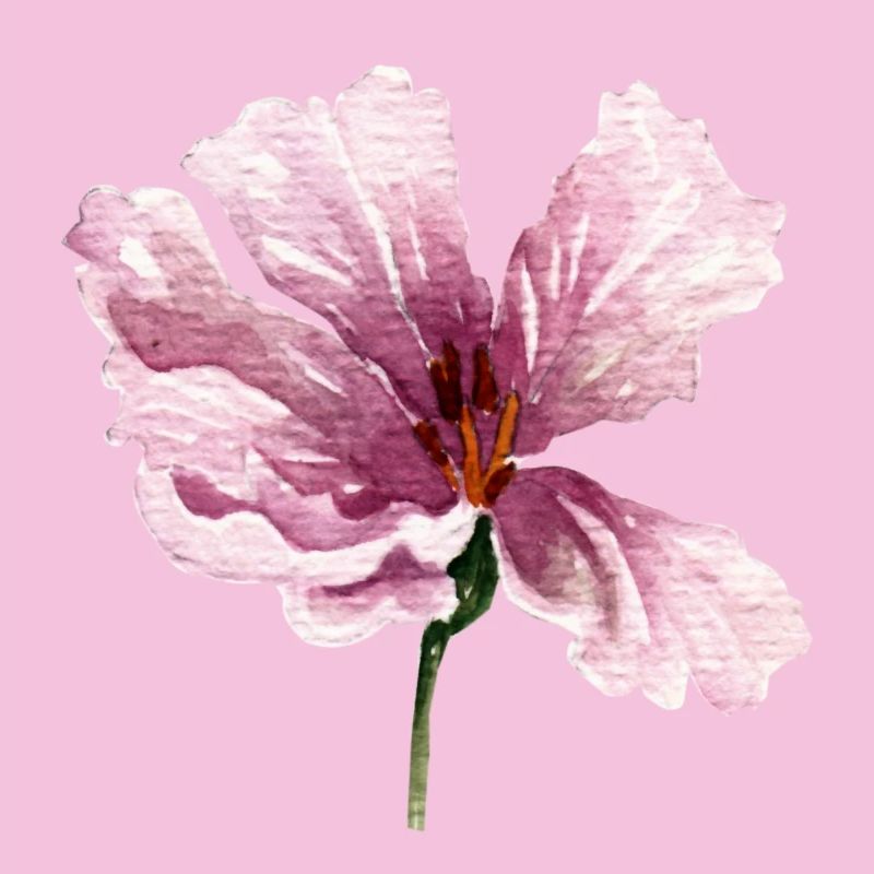 blume rosa