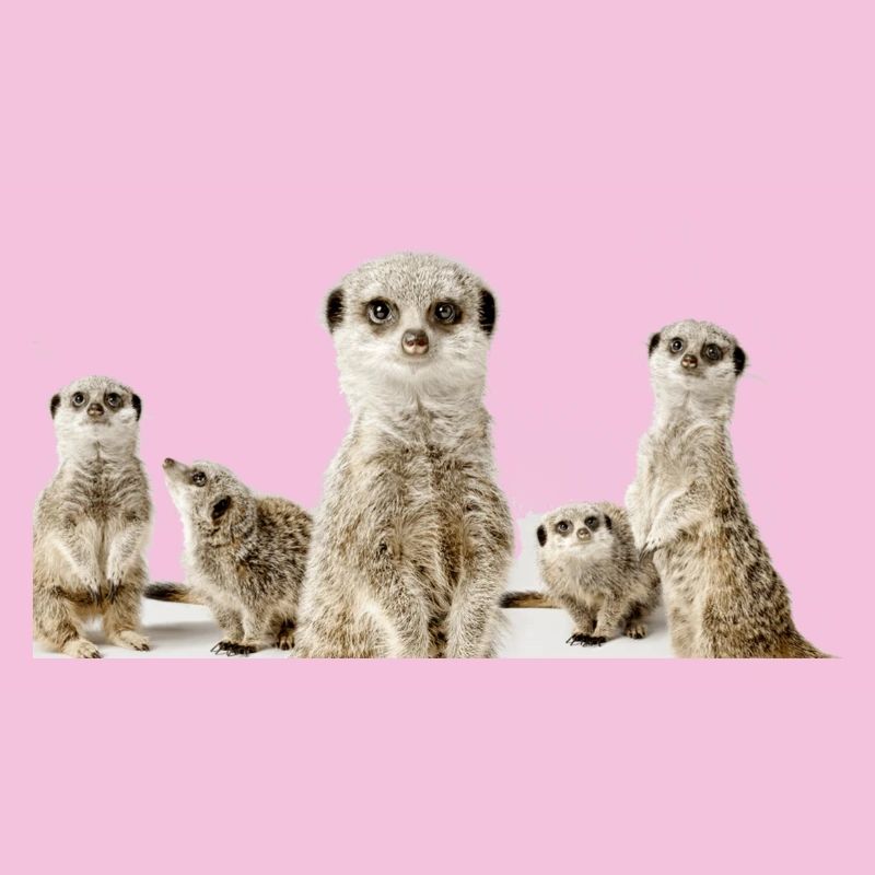 Erdhörnchen