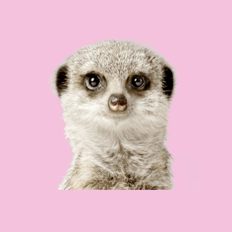 Suricate