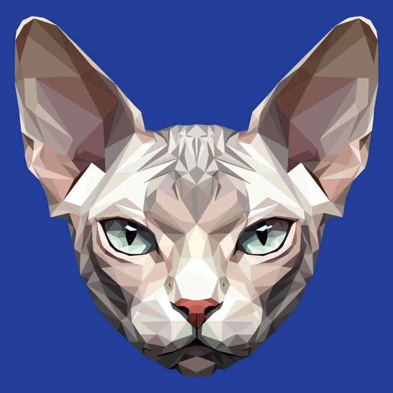 Sphynx Chat Sphynx Chat Chat Canadien Sphinx mignon