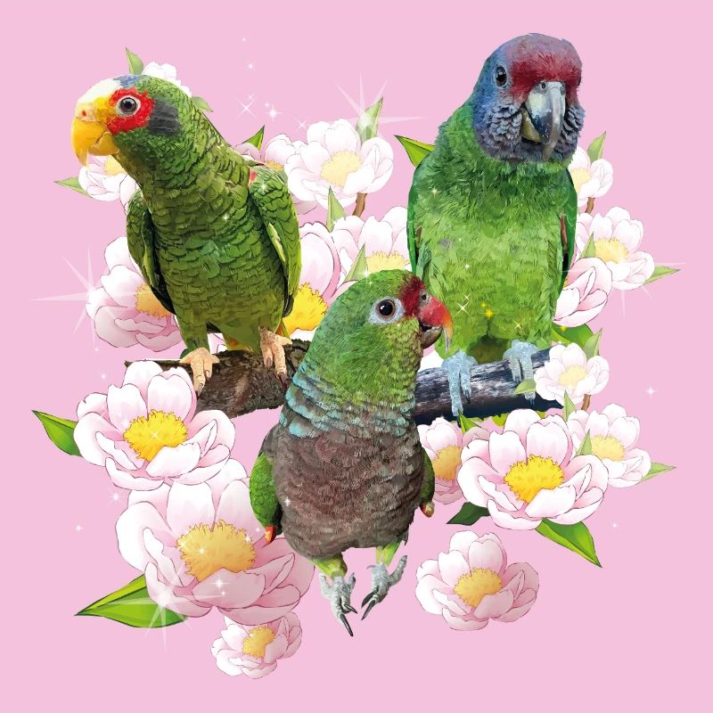 Perroquets