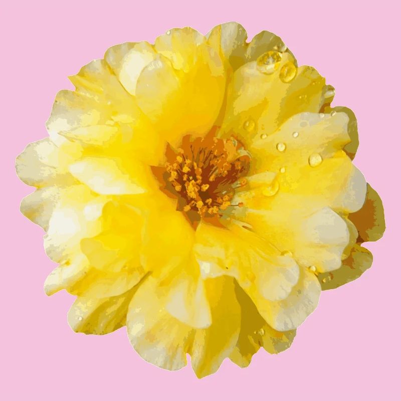 Portulaca