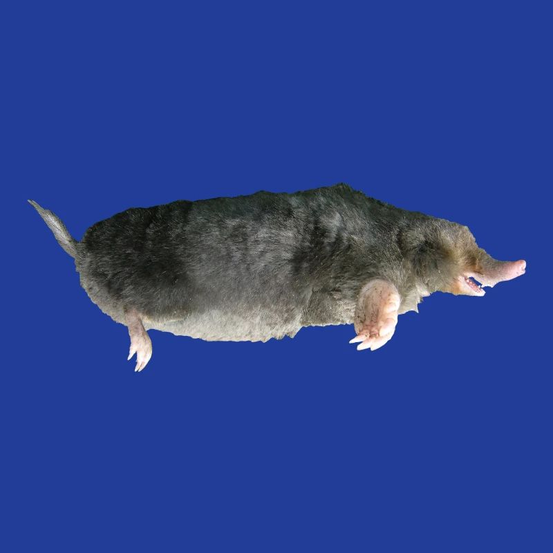 Mole
