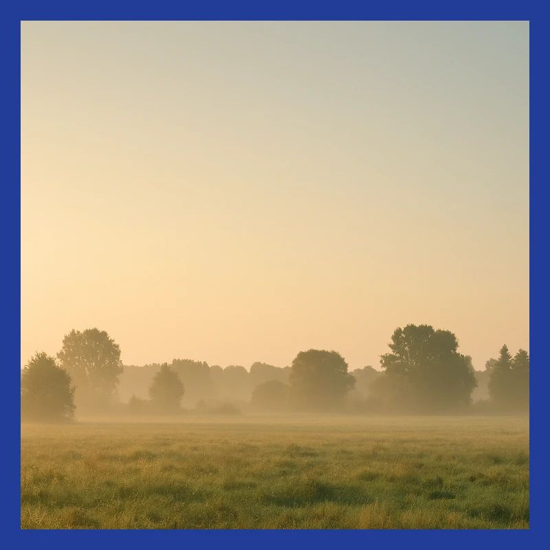 Brouillard matinal sur la prairie dorée