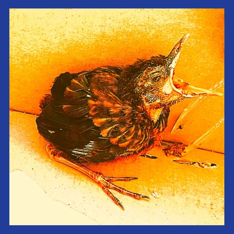 Hungrige Amsel
