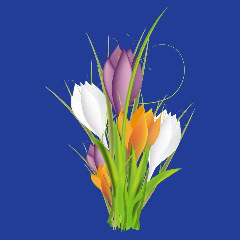 delicate brightly lit crocuses in spring