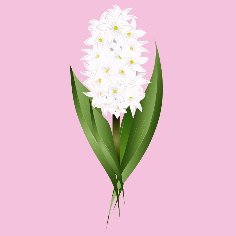 Jacinthe blanche – délicatesse sous forme de fleur