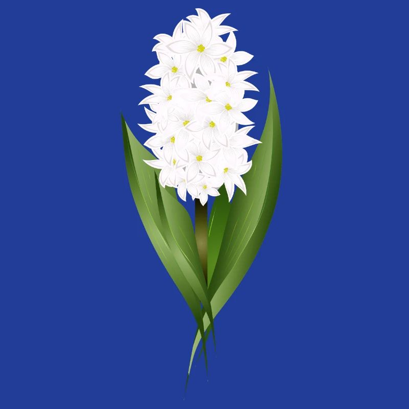 Jacinthe blanche – délicatesse sous forme de fleur