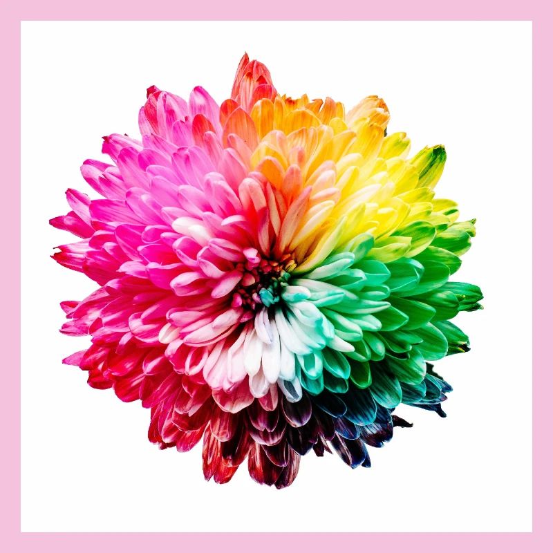 Regenbogen Blüte Explosion
