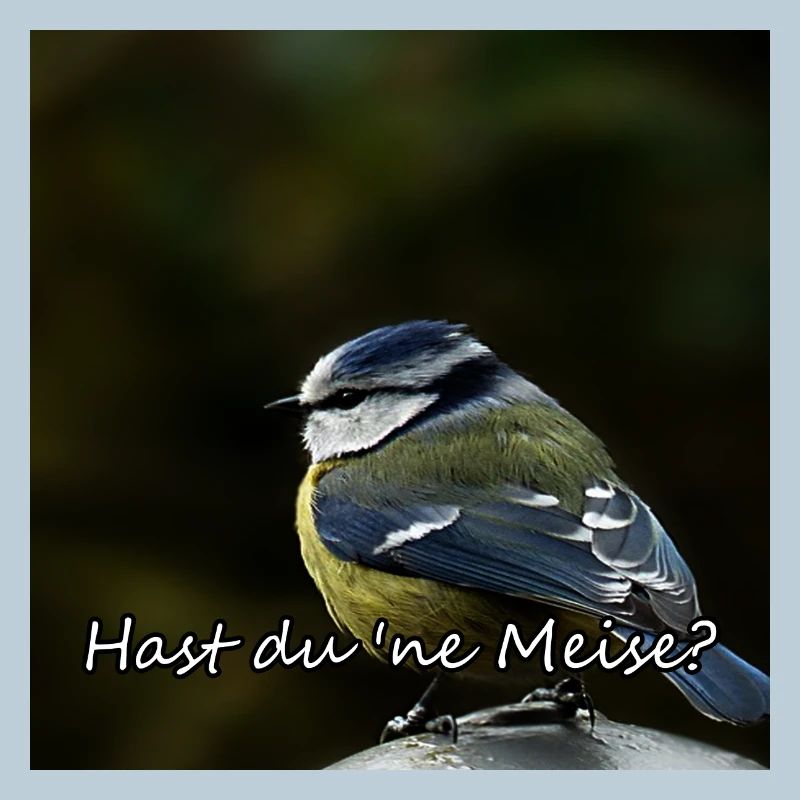 Titmouse Bird Animals Funny Saying