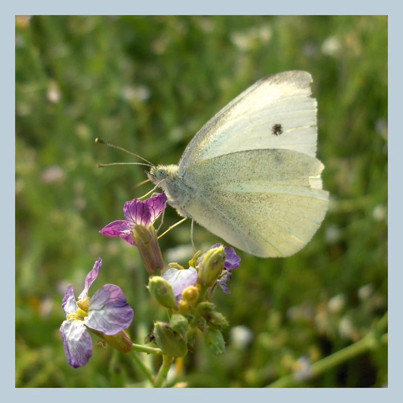 Papillon blanc sur fleur rose