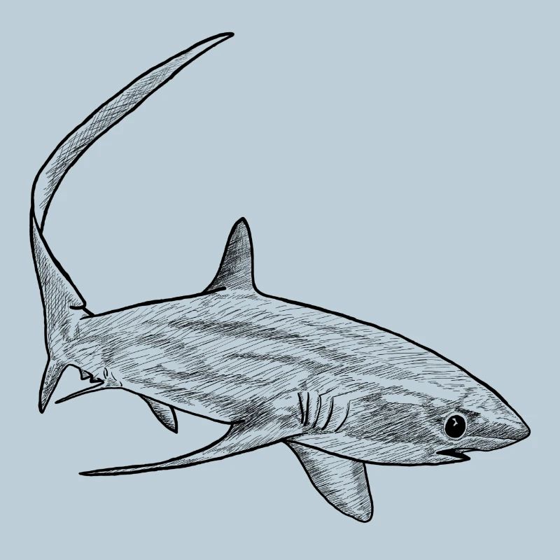 Thresher Shark