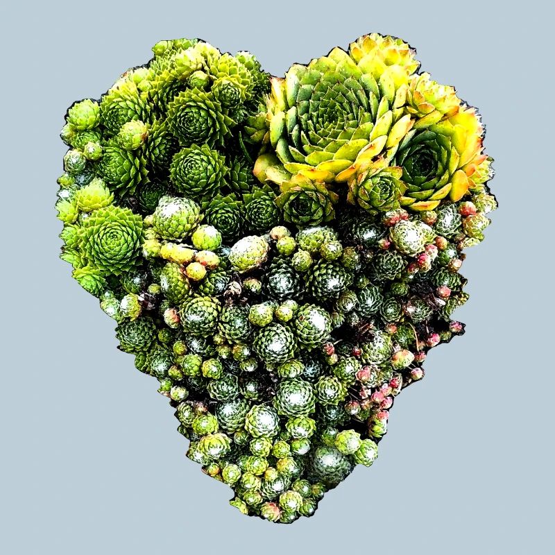 Hauswurz Herz - Sempervivum - Dachwurz 