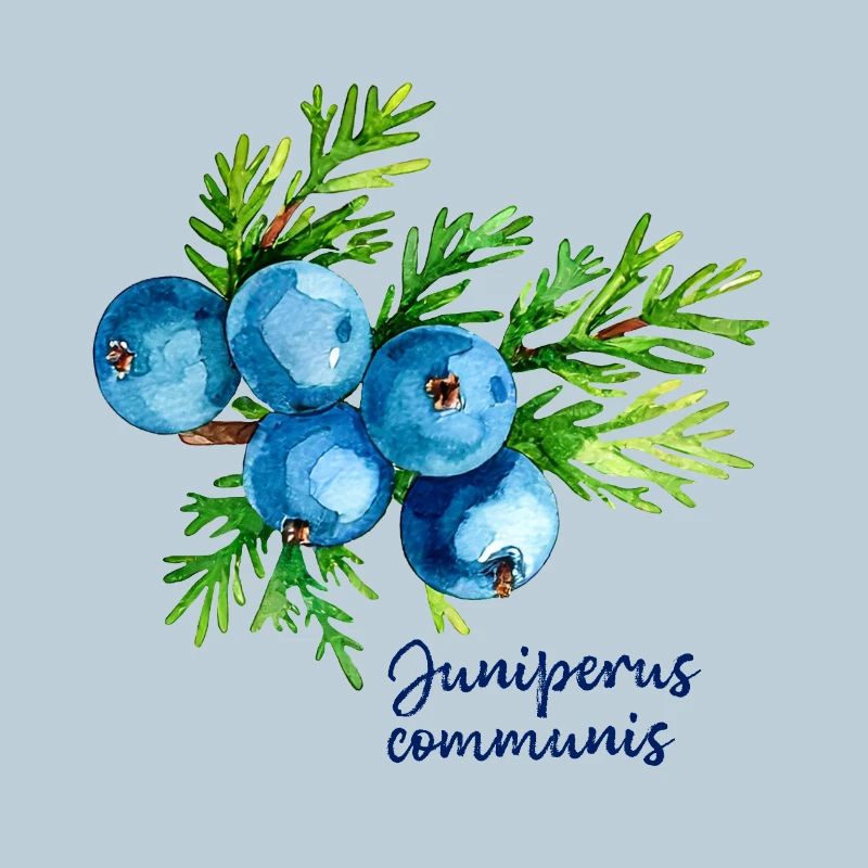 Juniperus communis - illustration botanique
