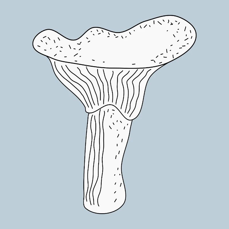 Chanterelles Mushrooms