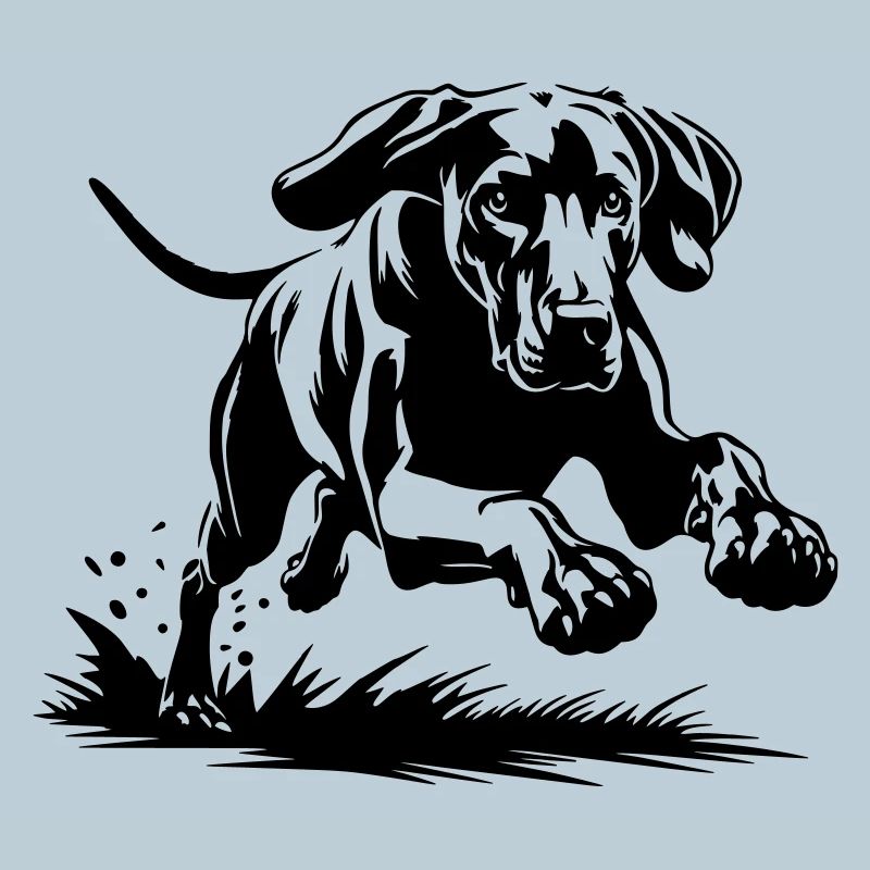 Weimaraner